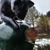 Кот и фрукты