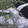 Белая скульптура совы TOTREM в окружении ветвей и листвы